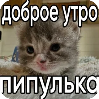 🪧 emoji че за айви Telegram sticker 10 of 10