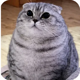 🐦 emoji БОЛЬШЕ ⇨ @CLOOBHUB МЕМЫ MEMES TG ТГ МАРВЕЛ MARVEL Telegram sticker 24 of 57