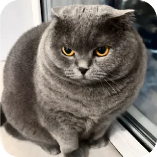 🐱 emoji БОЛЬШЕ ⇨ @CLOOBHUB МЕМЫ MEMES TG ТГ МАРВЕЛ MARVEL Telegram sticker 11 of 57