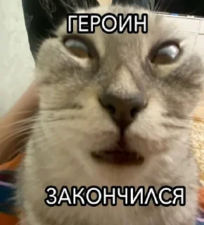 🍕 emoji мефедрон нашелся!!1! Telegram sticker 8 of 42