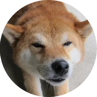 🤨 emoji поБеда Telegram sticker 15 of 40