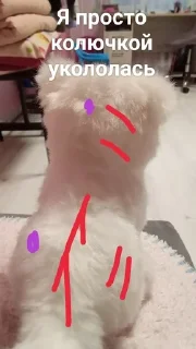 🤥 emoji Плюшевая собака Райли♡ Telegram sticker 9 of 13