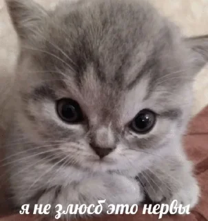 Sticker from КОТИКИ