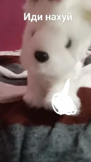 🤬 emoji Плюшевая собака Райли♡ Telegram sticker 7 of 13