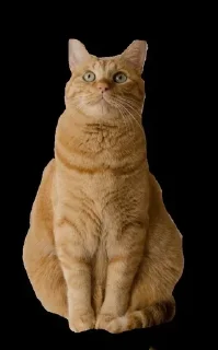 🌟 emoji Новелла Telegram sticker 17 of 28