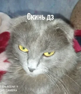 🤓 emoji Муся Telegram sticker 6 of 38