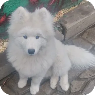 🐶 emoji Горшки в жопе Telegram sticker 16 of 39