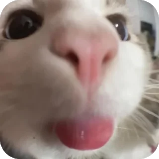 🐱 emoji ءضايج Telegram sticker 20 of 120