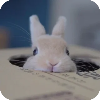 🐰 emoji Кролики от @qwekx1 Telegram sticker 15 of 46