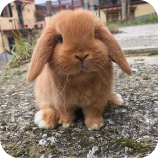 🐰 emoji Кролики от @qwekx1 Telegram sticker 13 of 46