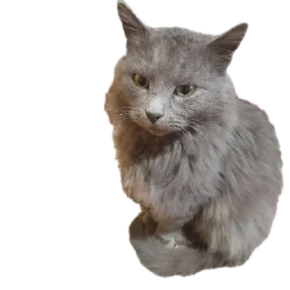 🐱 emoji SXUNDMANE фан Telegram sticker 24 of 86