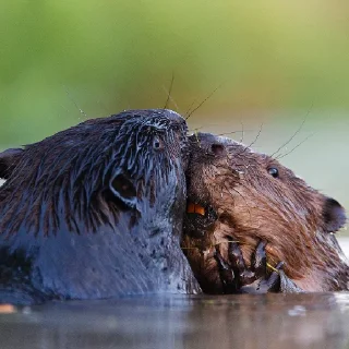 ❤️ Бобри це любов, бобри це життя., sticker Telegram 20 sur 24