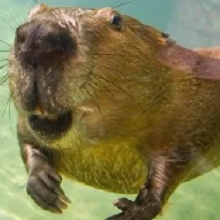 🤿 Бобри це любов, бобри це життя., sticker Telegram 19 sur 24