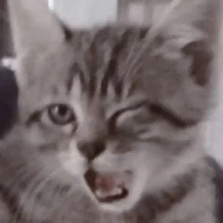 🐱 emoji 🐱 > > 𝖼𝖺𝗍𝗌  ⌑  ( ( @ywmlw ) Telegram sticker 10 of 45