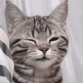 🐱 emoji 🐱 > > 𝖼𝖺𝗍𝗌  ⌑  ( ( @ywmlw ) Telegram sticker 14 of 45