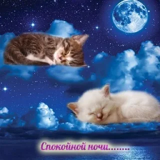 Sticker from коты и тексты