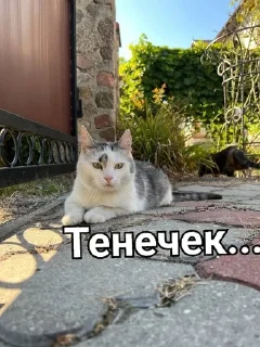 🙂 emoji Мурка А ну-ка давай-ка Telegram sticker 18 of 24