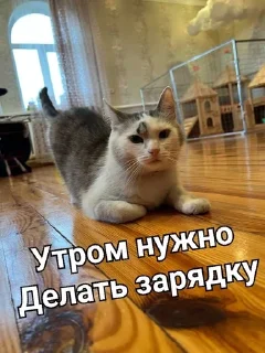 ☀️ emoji Мурка А ну-ка давай-ка Telegram sticker 15 of 24