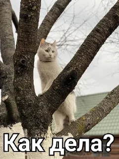 🥰 emoji Мурка А ну-ка давай-ка Telegram sticker 11 of 24