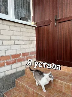 🙁 emoji Мурка А ну-ка давай-ка Telegram sticker 14 of 24
