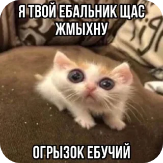 🐱 emoji Mem Pack • @TgStickery Telegram sticker 8 of 98
