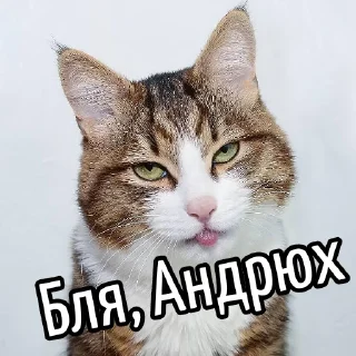 😕 Ну бля ... @GIFSTIKI ⬅ 🔞, Telegram sticker 7 of 119
