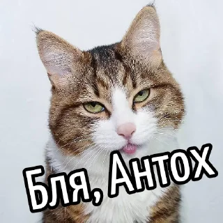 😕 Ну бля ... @GIFSTIKI ⬅ 🔞, Telegram sticker 8 of 119
