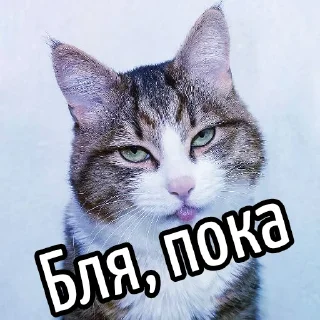 Sticker from Ну бля ... @GIFSTIKI ⬅ 🔞