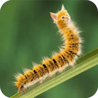 🐞 emoji #Котогусеница :@Valeriya_xxx Telegram sticker 8 of 10