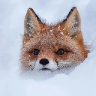 🐾 emoji Yeji-fox 💌 Telegram sticker 16 of 45