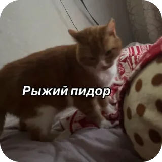 🫥 emoji Pikmi Telegram sticker 14 of 21