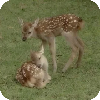 deer cute🍂 @glvsi