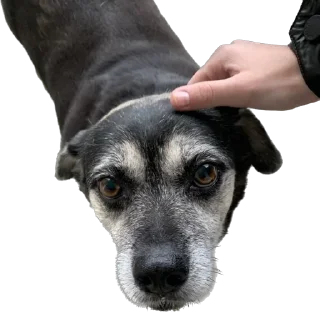 🐶 emoji янетерпила Telegram sticker 15 of 23