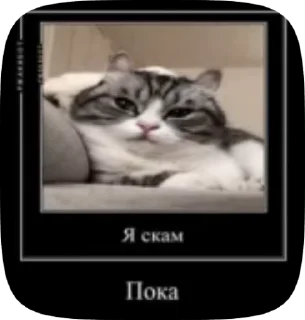 🌟 emoji Пушистый котэ-демотиваторэ Telegram sticker 9 of 33