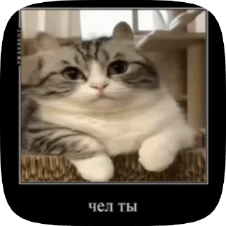🌟 emoji Пушистый котэ-демотиваторэ Telegram sticker 16 of 33