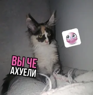 🌟 emoji Мявмяв Telegram sticker 6 of 81