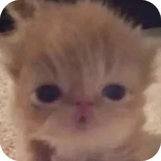 🐱 emoji шо це таке Telegram sticker 7 of 37