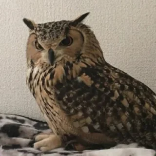 🦉 СОВА, sticker Telegram 16 sur 24