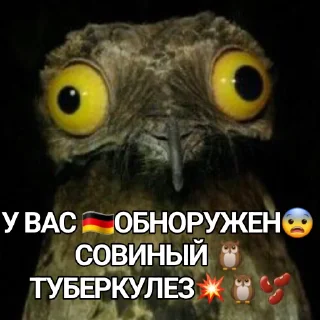 📿 СОВА, sticker Telegram 18 sur 24