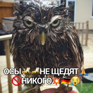📿 СОВА, sticker Telegram 19 sur 24
