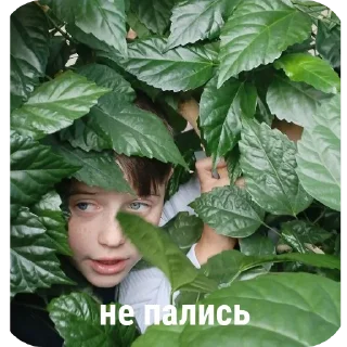 🤫 Класс убежищ, стікер Telegram 13 з 47