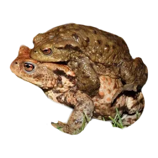 🐸 Жабич @stikeristg, sticker Telegram 21 sur 21
