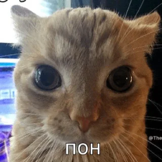 🙂 emoji кот на паспорт Telegram sticker 12 of 60