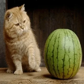 😭 emoji Кот на арбузе Telegram sticker 14 of 16