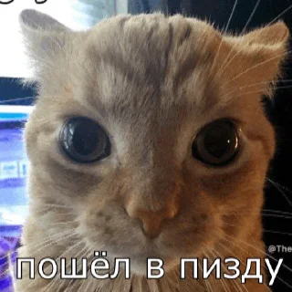 😡 emoji кот на паспорт Telegram sticker 8 of 60