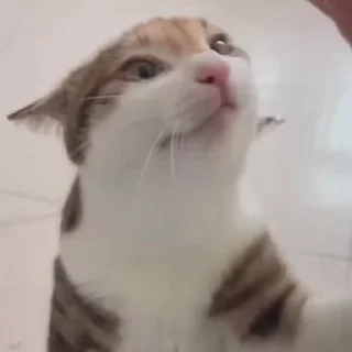 Sticker from Котячий мегапак