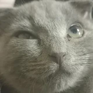 😼 emoji Аки😈 Telegram sticker 21 of 23