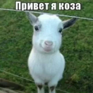 ❤️ emoji хиханьки да хаханьки Telegram sticker 13 of 50