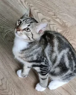 Sticker from Котик