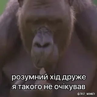 🧐 emoji Вкрав другу мавпу Telegram sticker 12 of 50
